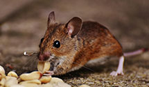 24 Hour & Emergency Exterminators in Bass Pro Shops, MO